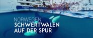 Norwegen: Schwertwalen auf der Spur